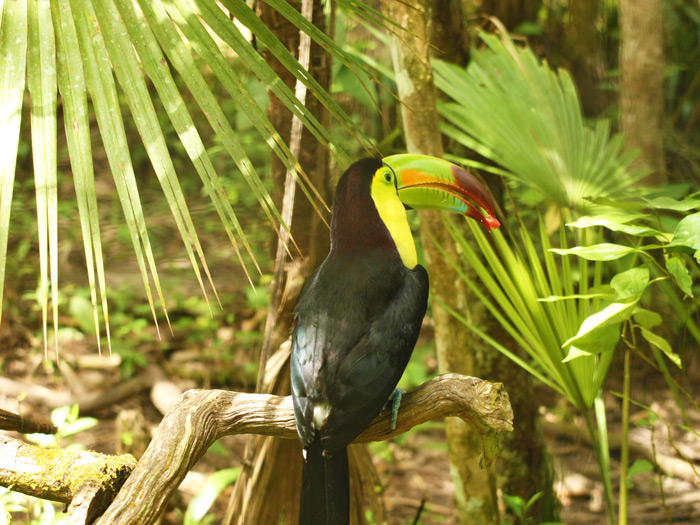 Belize Zoo