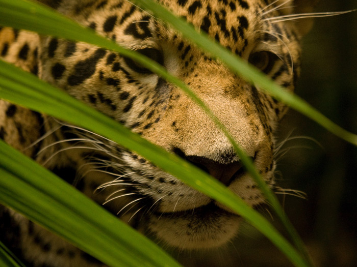 Belize Zoo